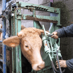 Matériel de ferme/outillage - Tarière - Ecorneuse à bovins hydraulique